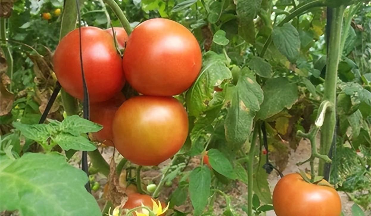 番茄苗要每年重種嗎？怎麼連續種植，抓緊收藏分享