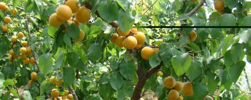杏苗的種植方法