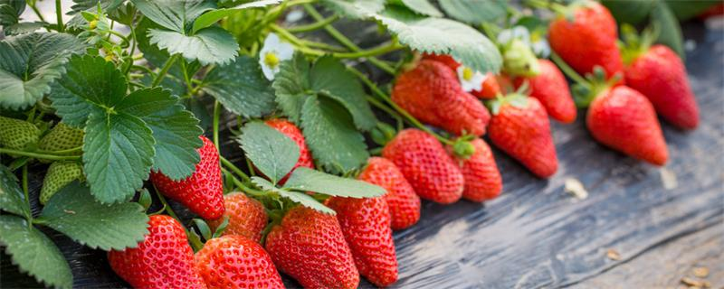 草莓需要補鈣嗎，如何為草莓補鈣呢