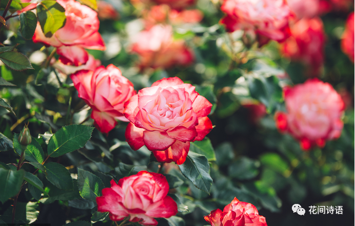 【玫瑰花語】不同顔色、不同朵數的玫瑰花，有什麼代表含義？