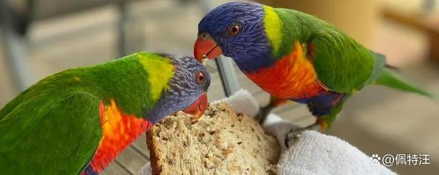 鹦鹉可以吃面包嗎，鹦鹉吃什麼才比較健康？