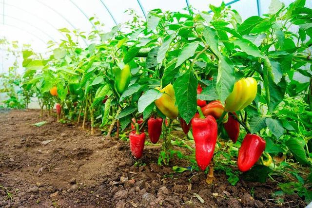 辣椒的養殖方法和注意事項，你知道多少？
