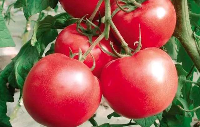 冬季番茄上色不均勻的原因及解決方法