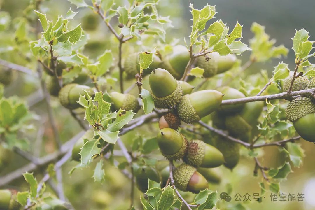 軟棗猕猴桃種植條件與氣候？如何提高軟棗猕猴桃的甜度？
